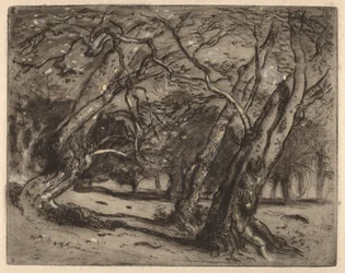 Sin título (Paisaje boscoso)