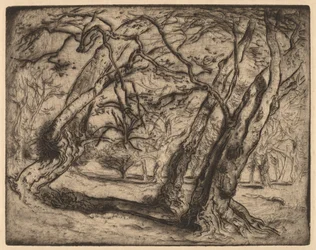 Sin título (Paisaje boscoso)