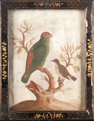 Periquito indio verde y rojo, c. 1750