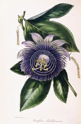 Passiflora Middletoniana, c.1834-1849