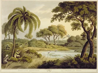 Caza de pavos reales, de Oriental Field Sports, publicado por Edward Orme, 1807