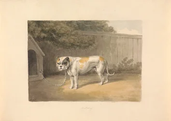 Un Bulldog