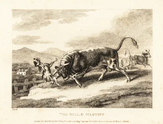 Un toro mata a un perro en un campo. 1811 (grabado)