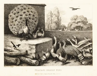 Un pavo real elegido rey de las aves de corral. 1811