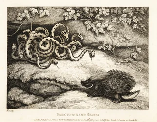 Las afiladas púas de un puercoespín expulsan un nido de serpientes de una cueva 1811 (grabado)