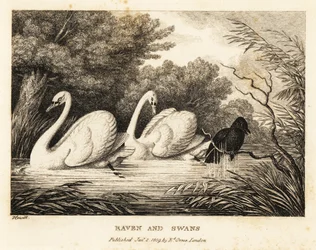 Un cuervo intenta lavarse para parecerse más a los cisnes blancos. 1811 (grabado)