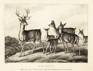 Un ciervo con ciervas y cervatillos. Ciervo y cervatillo. 1811 (grabado)