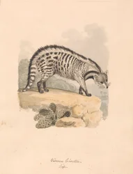 Civet africano