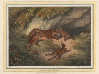 Zorra y cachorros