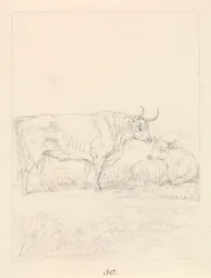 Toro y vaca
