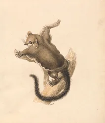 Ardilla voladora