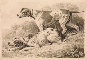 Perros de caza