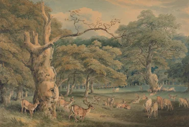 Roble de Hearne, Bosque de Windsor