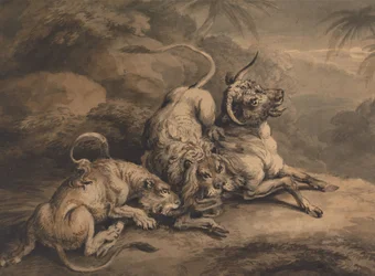 León y leona atacan a un buey