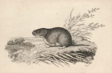 Rata almizclera