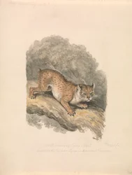 Lince norteamericano