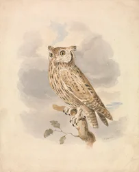 Autillo