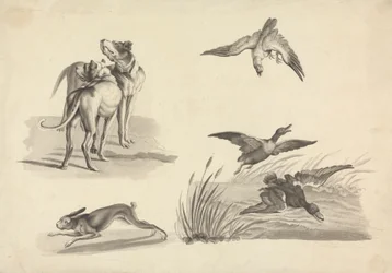 Hoja de Estudios de Lebreles, Liebres, Halcones y Patos