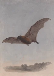 Estudio de un murciélago vampiro