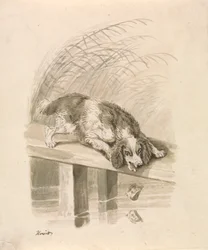 El perro y la sombra
