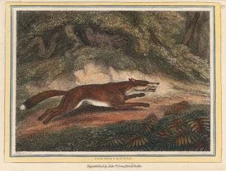 El zorro cazado