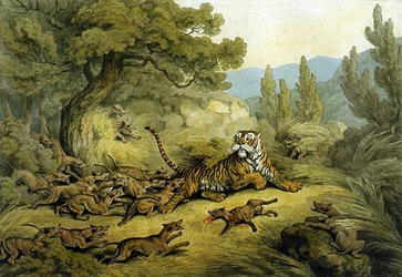 Tigre cazado por perros salvajes