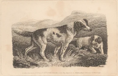 Dos perros