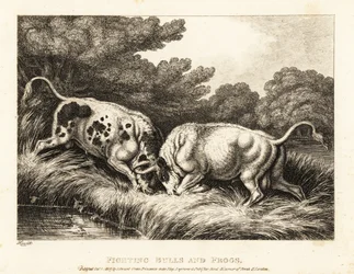 Dos toros trabando cuernos cerca de un estanque lleno de ranas. 1811 (grabado)