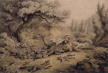 Perros salvajes atacando a un tigre