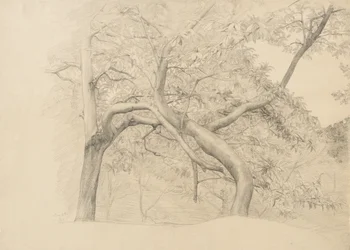 Matorral de árboles en follaje, 1884