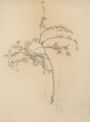 Árbol en flor, 1884