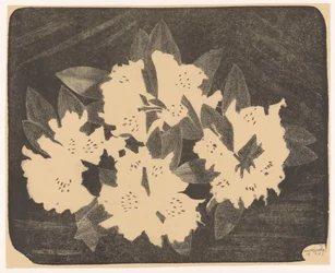 Rododendro