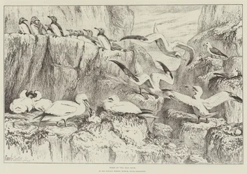 Aves en Bass Rock, en el Museo de Historia Natural, South Kensington
