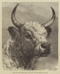 Cabeza del toro de Chillingham disparado por el Príncipe de Gales