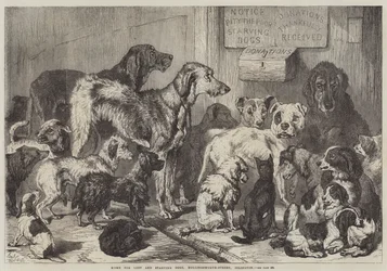 Hogar para perros perdidos y hambrientos, Hollingsworth-Street, Islington