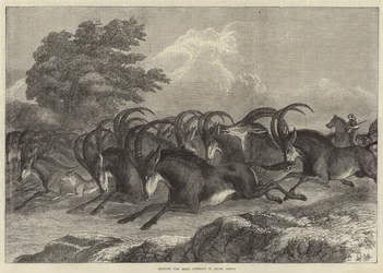 Caza del Antílope Sable en Sudáfrica