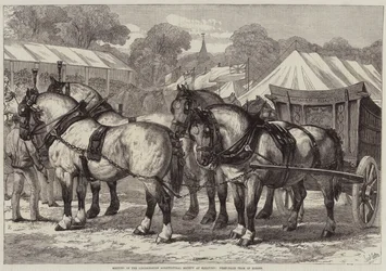 Reunión de la Sociedad Agrícola de Lincolnshire en Sleaford, equipo de caballos ganador del primer premio