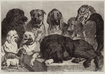 Perros premiados en la Exposición Canina del Palacio de Cristal
