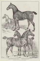 Caballos premiados en el Agricultural Hall, Islington