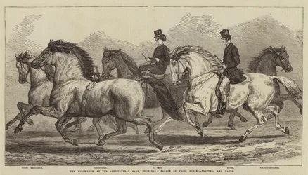 La exposición de caballos en el Agricultural Hall, Islington, desfile de caballos premiados, trotadores y hacks