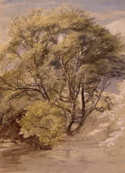 Estudio de un sauce, c.1850 (acuarela sobre papel)