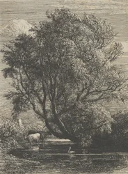 El sauce, 1850