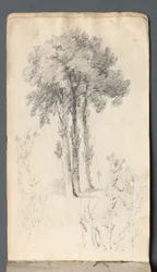 Cuaderno de bocetos: Estudio de árbol