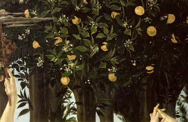 Primavera, detalle del naranjo