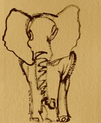 Boceto de un elefante bebé