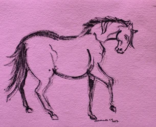 Contorno dinámico de caballo