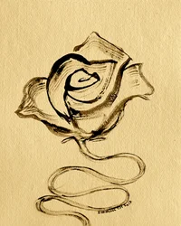 Rosa fluida y elegante