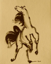 Caballo 24