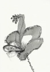 Estudio floral monocromo