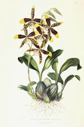 Odontoglossom Grande, c.1837-1843